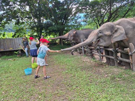 Feeding the elephants lined up at the fence - lifeonwheel.com