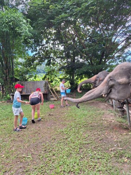 Feeding an elephant from a bucket at the fence - lifeonwheel.com