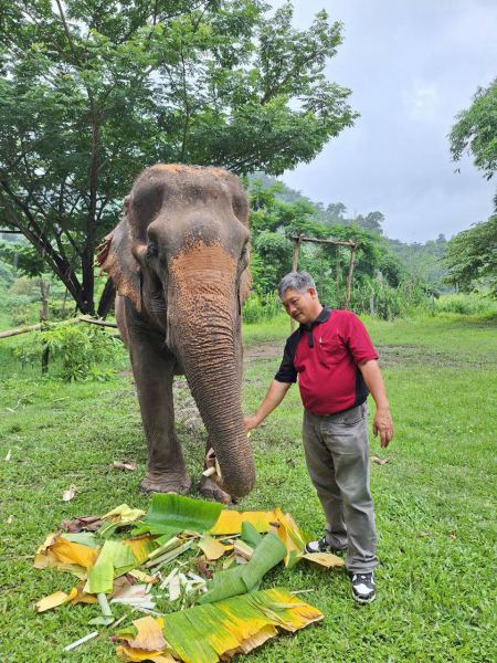 Feeding banana leaves to a gentle elephant - lifeonwheel.com
