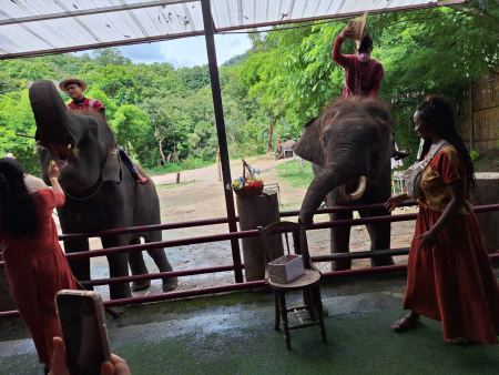 Performers with elephants at the mahout show - lifeonwheel.com