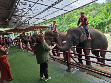 Elephants lined up for the visitor show - lifeonwheel.com