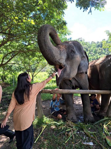 Feeding sugarcane to an elephant with its trunk raised - lifeonwheel.com