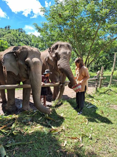 Guests feeding two elephants side by side at the fence - lifeonwheel.com