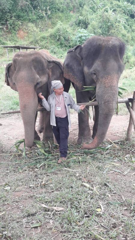 Feeding cane to two elephants side by side - lifeonwheel.com