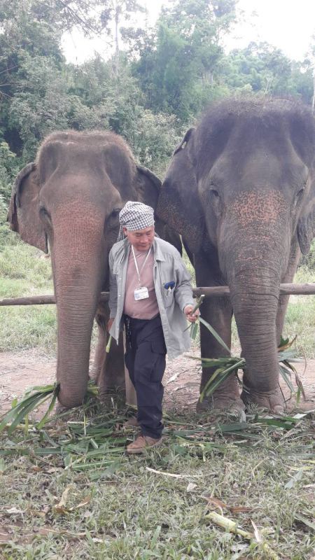 Sharing greens between two hungry elephants - lifeonwheel.com