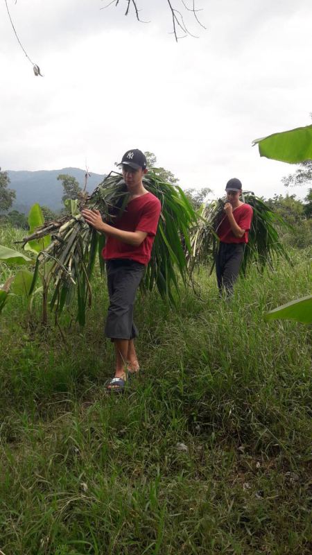 Guests carrying cut banana leaves through the field - lifeonwheel.com