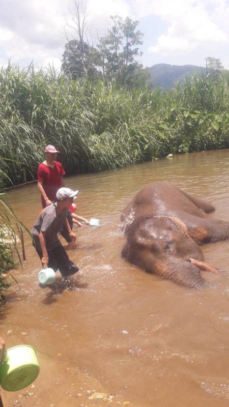Scooping river water to bathe the elephant - lifeonwheel.com