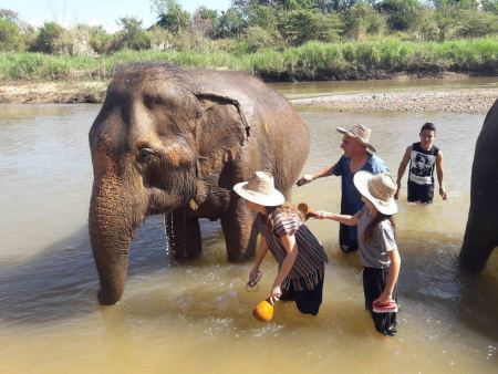 Guests helping to scrub an elephant clean in the river - lifeonwheel.com
