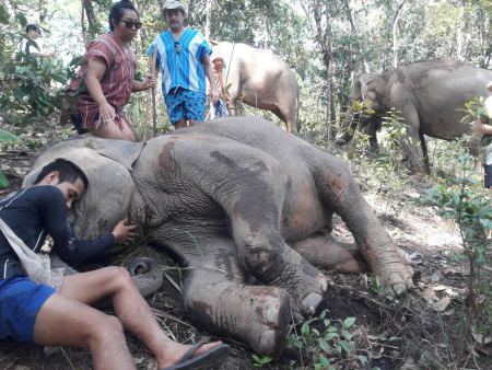 An elephant resting on the ground while its friends look on - lifeonwheel.com
