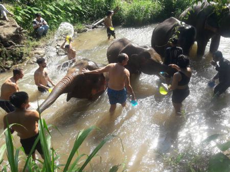 A big group splashing and bathing elephants together - lifeonwheel.com