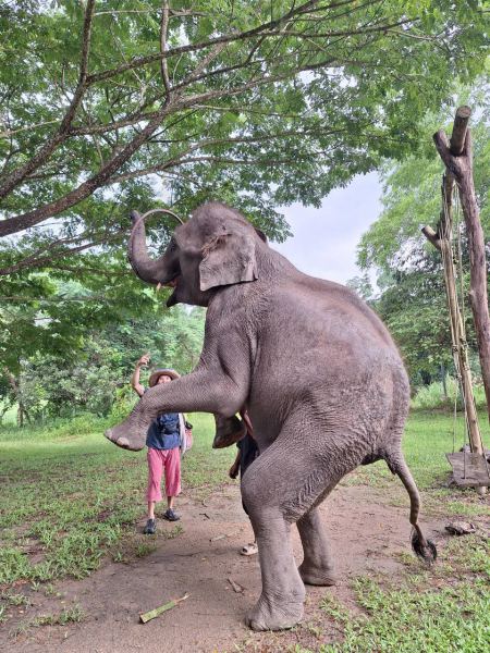 An elephant balancing on its back legs for a treat - lifeonwheel.com