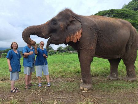Three guests with a large elephant on the green field - lifeonwheel.com