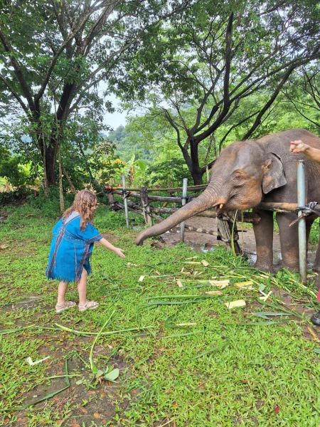 A girl feeding sugarcane to an elephant by hand - lifeonwheel.com