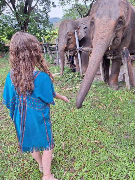 A girl in traditional dress feeding sugarcane to two elephants - lifeonwheel.com
