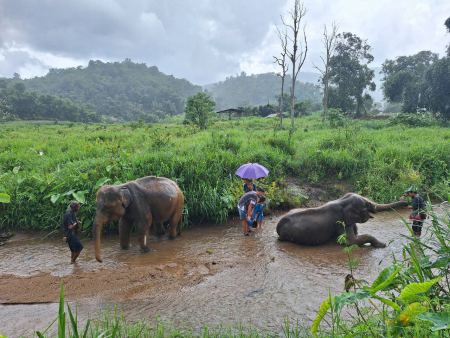 Elephants bathing in a river with mahouts and an umbrella - lifeonwheel.com