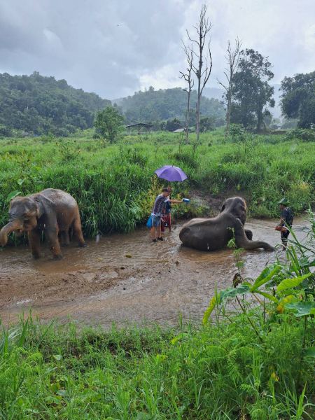 Two elephants soaking in a muddy river as guides tend them - lifeonwheel.com