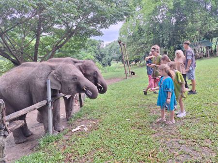 Two elephants reaching their trunks toward a group of visitors - lifeonwheel.com