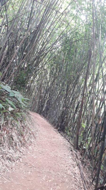 A dirt trail winding through a dense bamboo forest - lifeonwheel.com