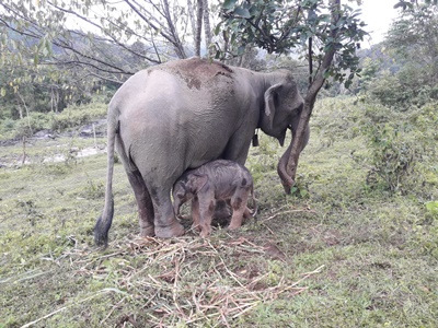 Chiang Mai and Northern Thailand tour photo 35 - lifeonwheel.com